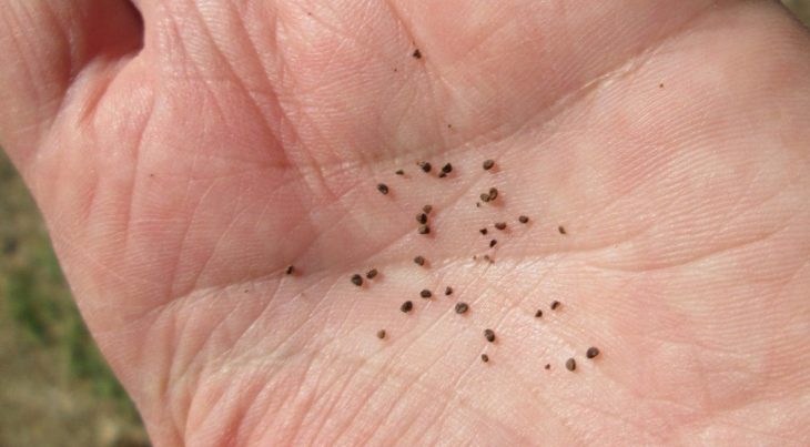 Tobacco seeds