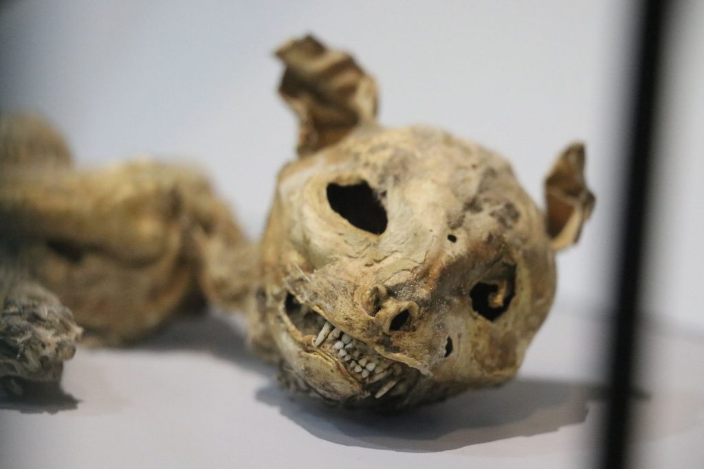 A mummy of a cat displayed at the Aksaray Museum, in Aksaray, Turkey. (IHA Photo)