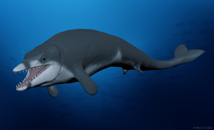 Reconstruction of Tutcetus